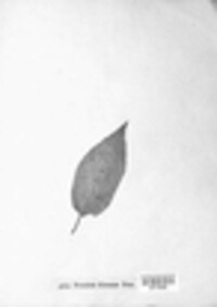 Puccinia circaeae image